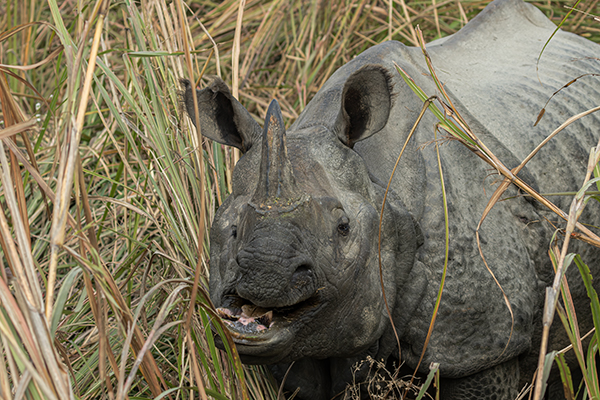 jungle-safari-in-sauraha-chitwan-national-park